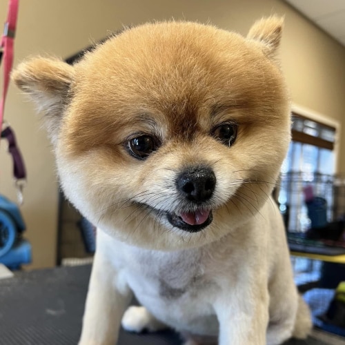 Dog Grooming