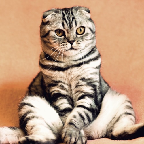 Cat Grooming