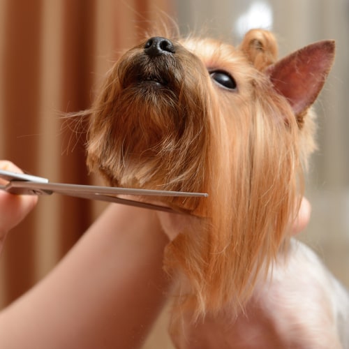 Pet Trim